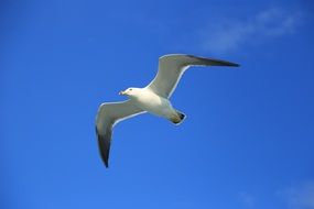 seagull in the blue sky