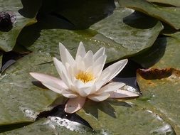 elegant pink water lily
