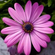 Pink flower with the blue center