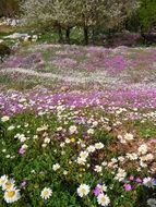 daisy flowers corfu greece