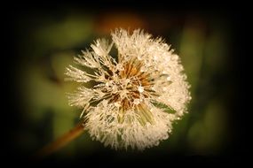 Close-up of the dandelion in autumn