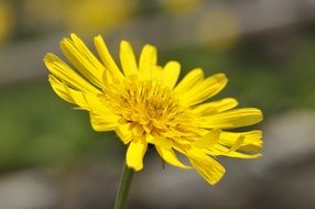 Tragopogon dubius, yellow salsify, blossom close up