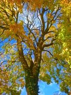 closeup photo of yellow autumn foliage on a tree