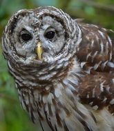 portrait of owl in the wildlife