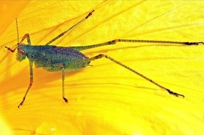 Grasshopper on a yellow leaf