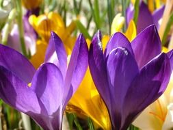 Beautiful colorful crocus flowers in spring