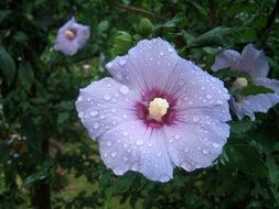 hibiscus after rain