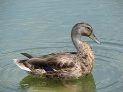 duck on water