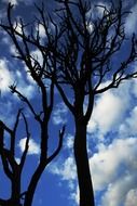 Landscape of dry trees against cloudy sky