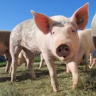 piglets in the meadow