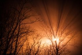 tree silhouettes at dusk