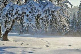 trees in the snow