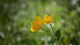 yellow buttercup bloom
