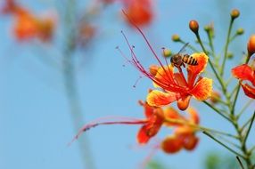 insect on bright orange flowers on a sunny day