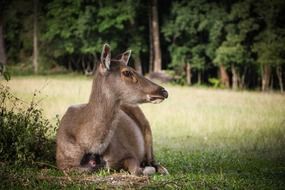 sitting barking deer in the forest close-up on a blurred background