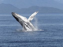 humpback whale in a spray of water