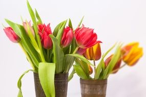 Two bouquets of tulips in vases