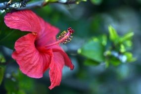 red hibiscus bloom macro photo, spain