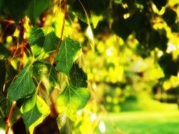 Green leaves of trees in the garden