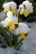 yellow daffodils in the snow
