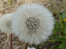 Lush white dandelions close-up