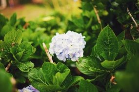 delicate garden flowers