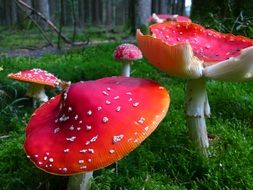 Glade with amanita