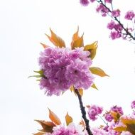 blooming cherry tree on a white background