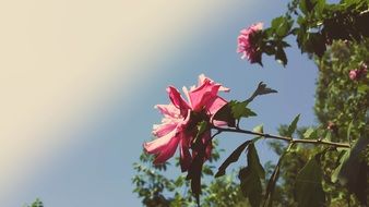 Picture of the pink blossom
