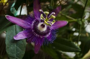 passion flower plant blossom