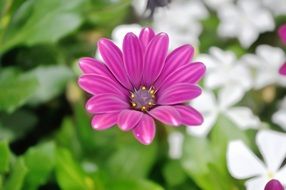 plant colorful