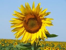 sunflower field in france