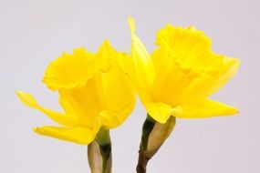 two daffodils at white background