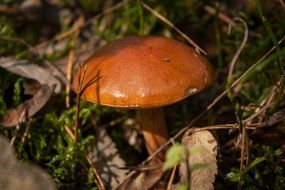 mushroom with a brown hat