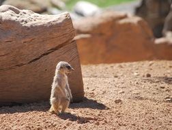 standing tiny merkat