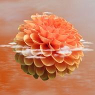 graphic picrure of dahlia flower