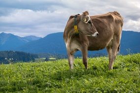Alpine cow on a meadow