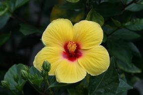 botanical yellow hibiscus