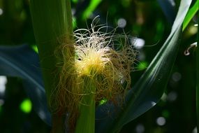 corn on the cob hair plant macro photo