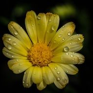 yellow daisy with raindrops