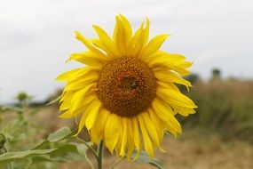 sunflower on a meadow