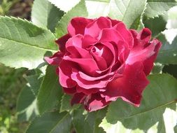 pink rose in sun rays