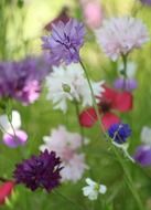 blossom flowering stems