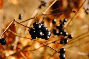 macro photo of black berries on a bush in autumn