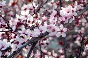 cherry flowers with burgundy stamens