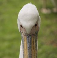 tropical pelican bird in summer