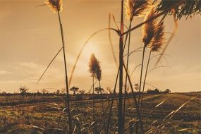 peaceful sunset in the countryside