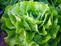 Green lettuce in nature