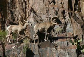 Ovis canadensis nelsoni or desert bighorn sheep