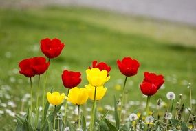 red and yellow flowers tulips at spring